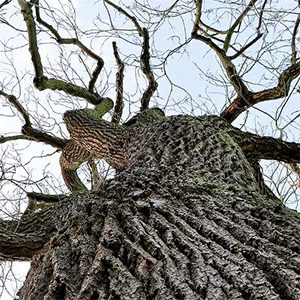 Tool §35 The Ash tree - «The Ask» (Tree 4)