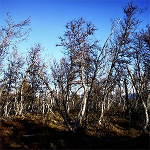 Catalyst #39 The Mountain Birch (Tree 5)