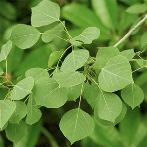 Catalyst §47 The Aspen Leaves (Produce 6)