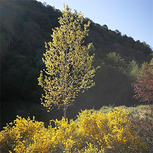 Catalyst §46 The Aspen Tree (Tree 6)