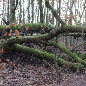 Catalyst §45 The UT forest