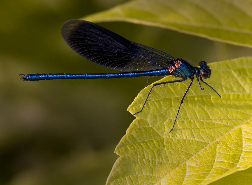 Calopteryx splendens . Photo: Per Harald Olsen, NTNU - Norges teknisk-naturvitenskapelige universitet, CC BY-SA 3.0
