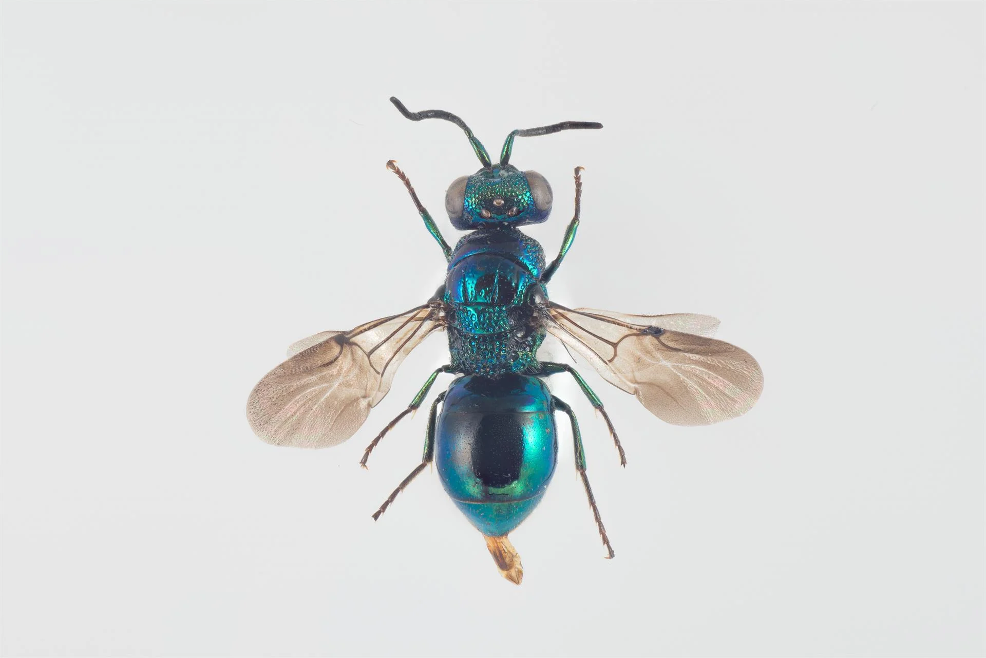 Omalus puncticollis, Photo: Arnstein Staverløkk, Norsk Institutt for Naturforskning, CC BY 3.0