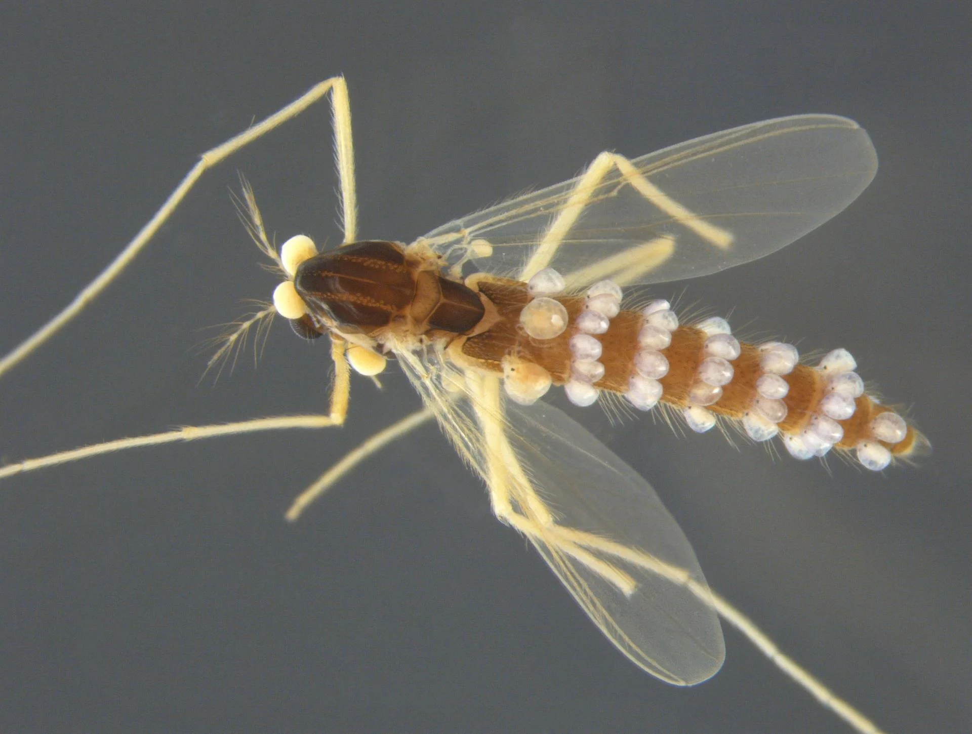 Phaenopsectra flavipes , Photo: Aina Aaspaas, NTNU Vitenskapsmuset, CC BY-SA 4.0