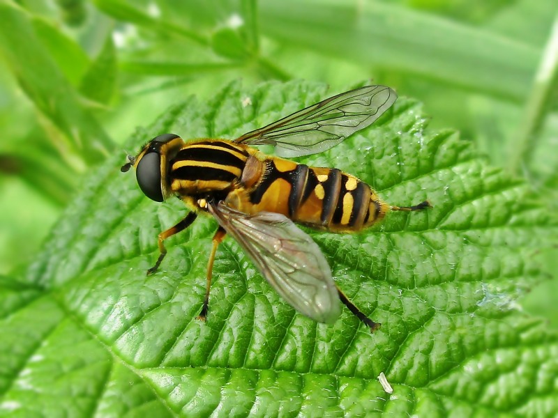 Pollinating hoverfly. “Helophilus pendulus” Photo by B. Schoenmakers at waarneming.nl. https://commons.wikimedia.org/w/index.php?curid=61126831