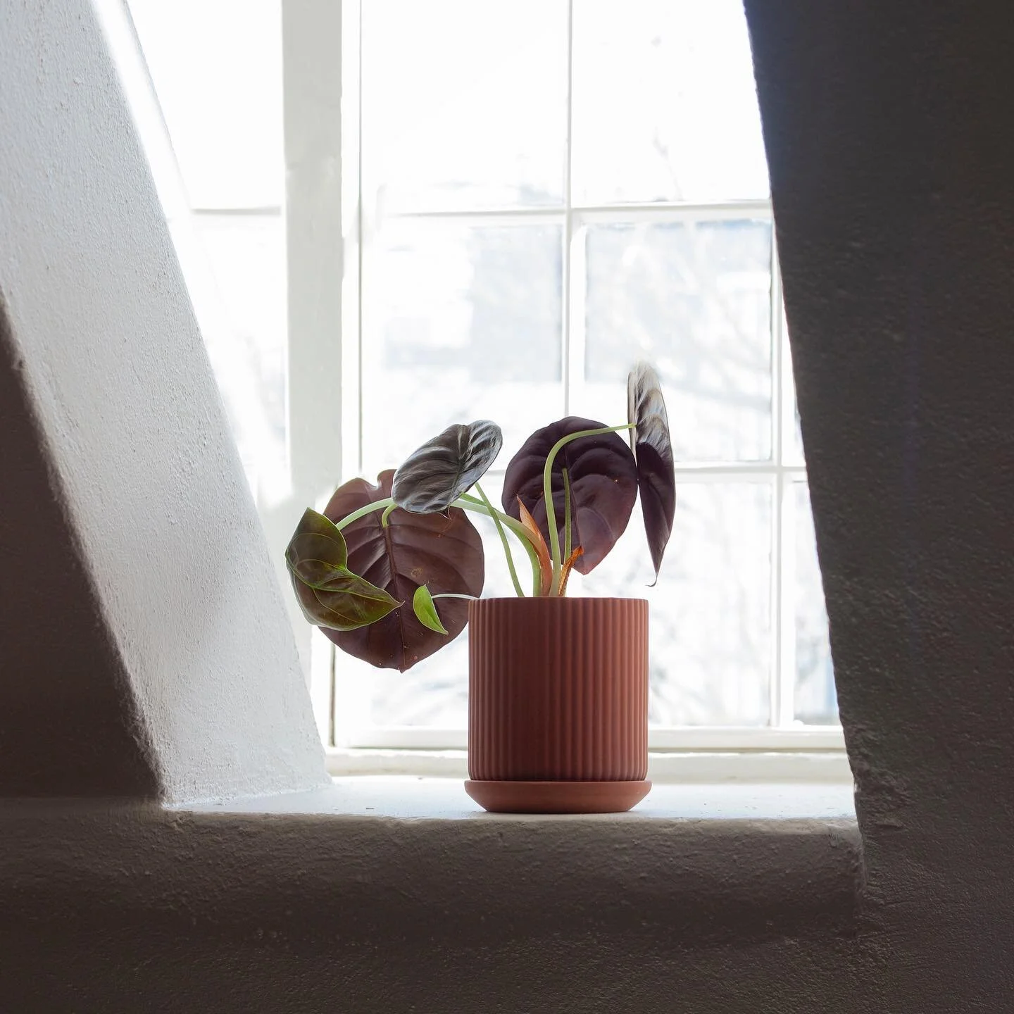Klorofyll pot in natural terracotta in a window at the old asylum at Prindsen in Oslo! #anderssenvoll #klorofyll #planter #scandinaviandesign #norwegiandesign #greendesign #greenery #plants #planter #klorofyll #elementaoslo #Prindseloftet #prindsen #
