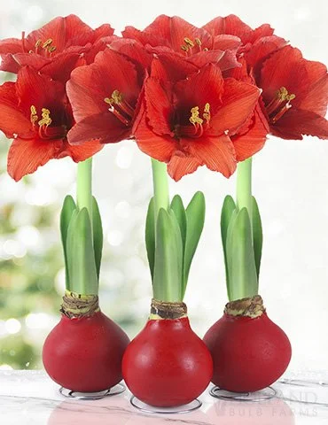 Don't Throw Out Your Waxed Amaryllis Bulbs - Donate them to Ms. Gemo's Garden Class
