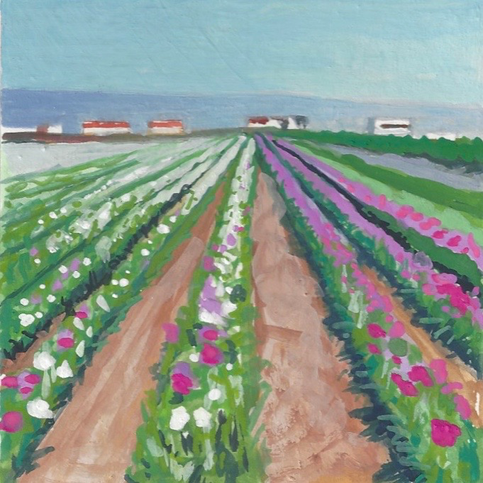 Lompoc Flower Fields