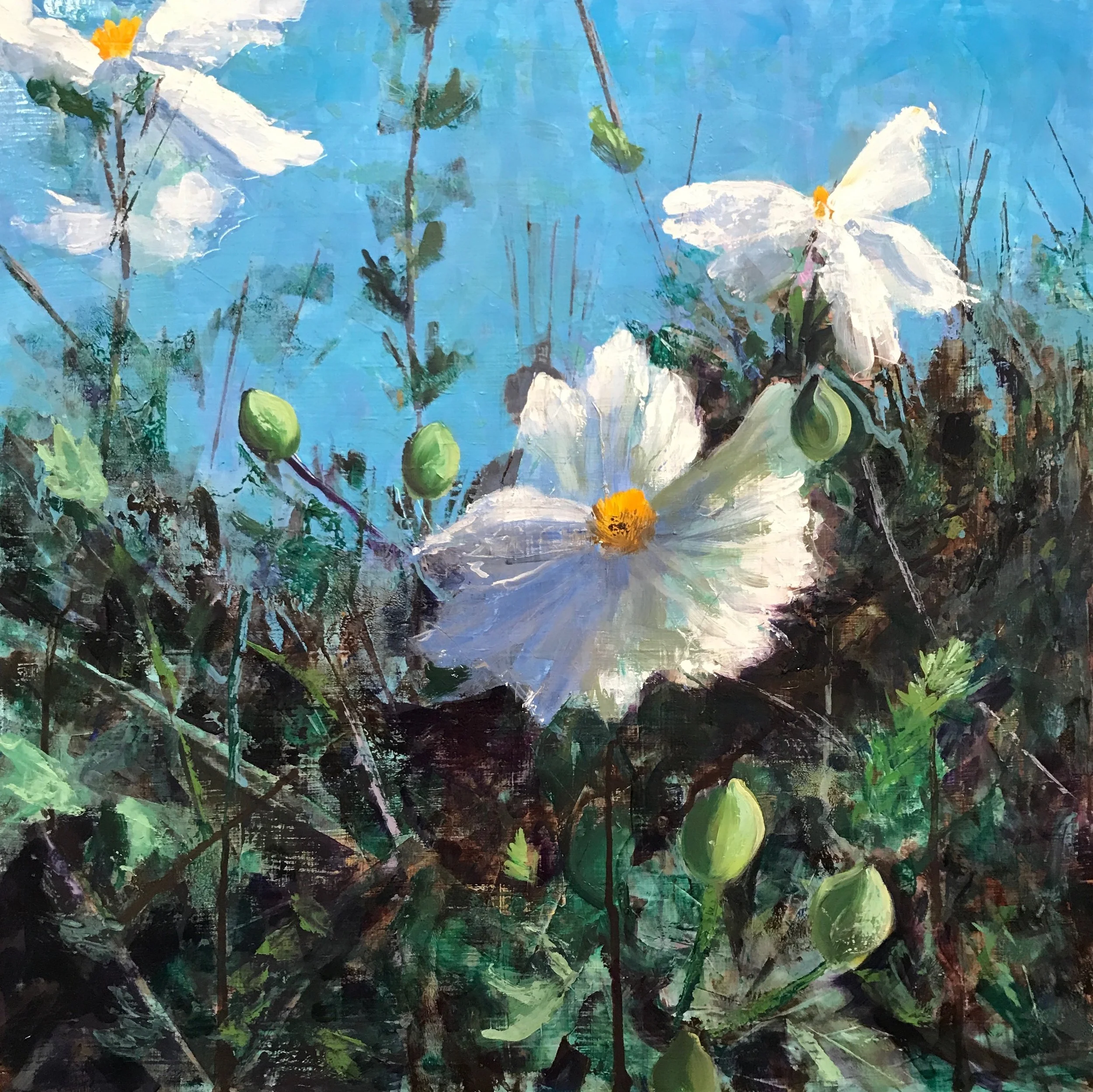  Matilija Poppies