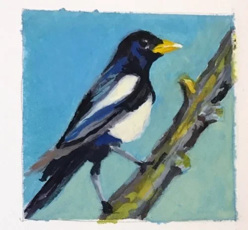 CA Magpie 2x2