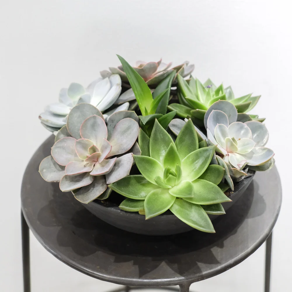 Succulent Garden- Round Container  The Vintage Garden