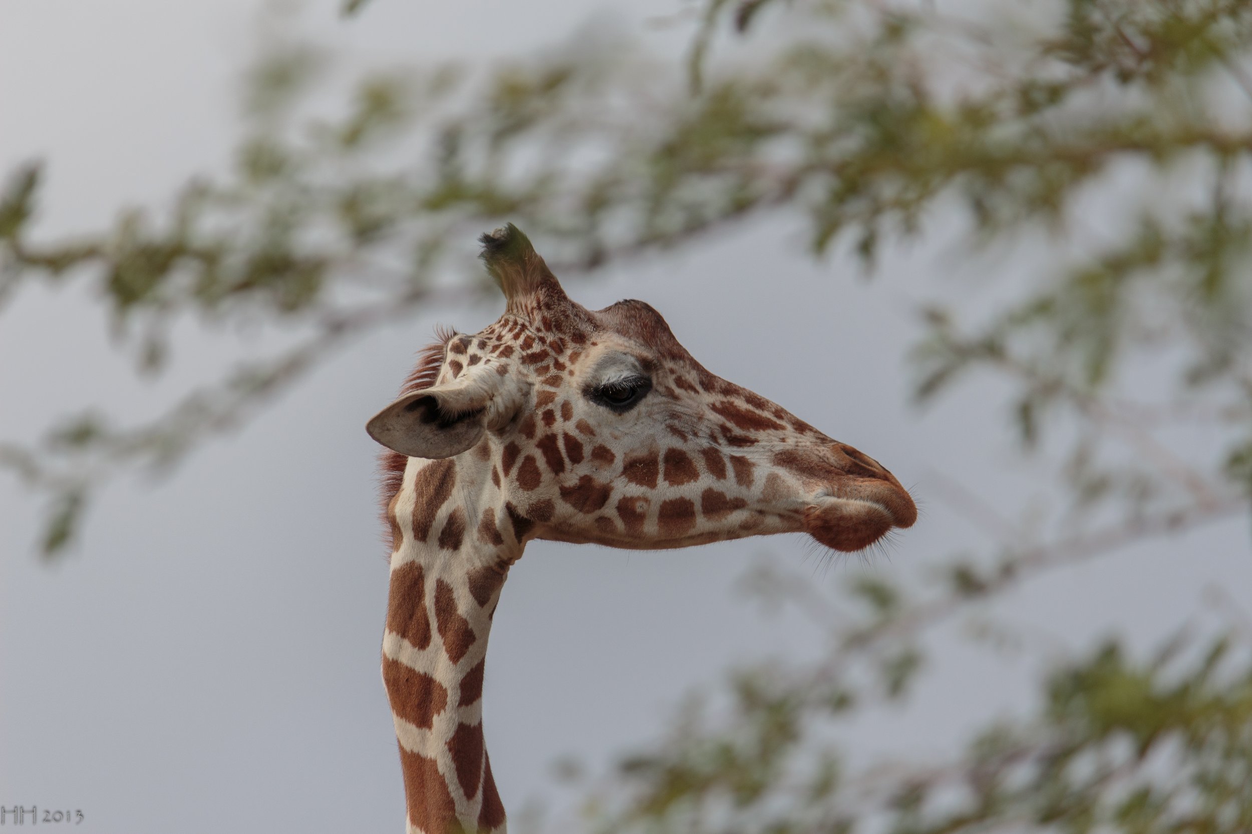 20130126-IMG_4224.jpg
