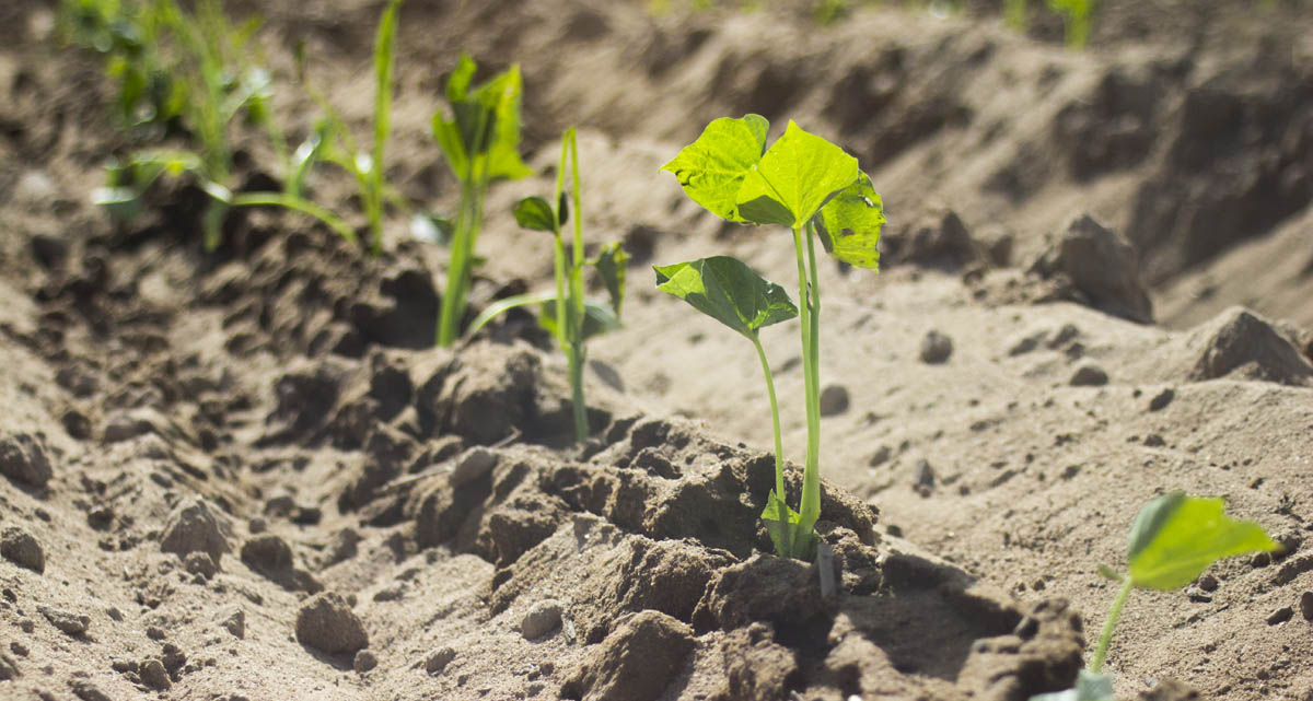 Planting Day 1 - for web site.jpg