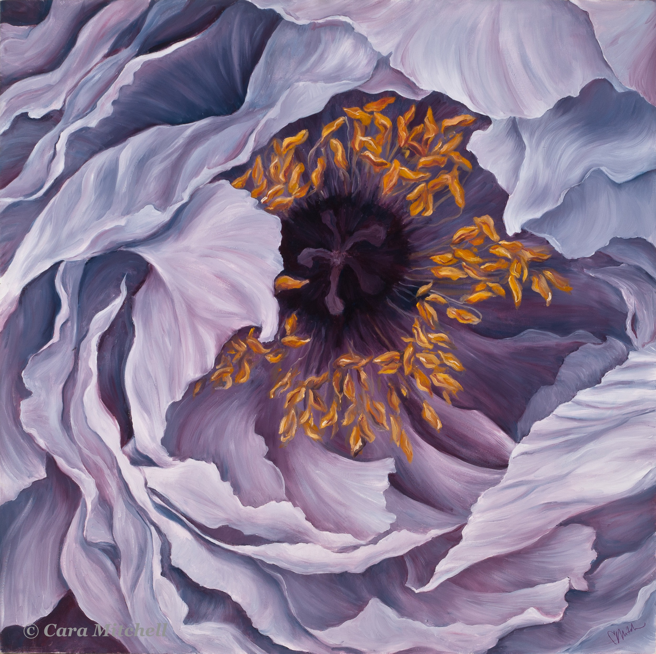 Purple Poppy, 2009