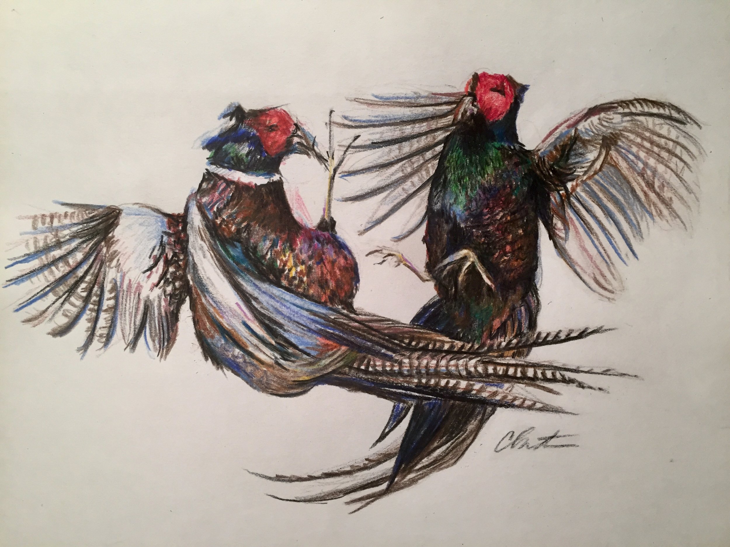 Pheasant Study, 2017