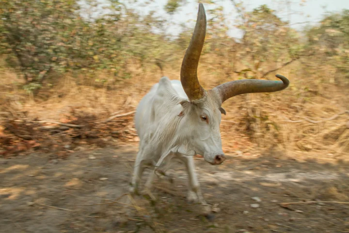 toddmduym_sudan-4.jpg
