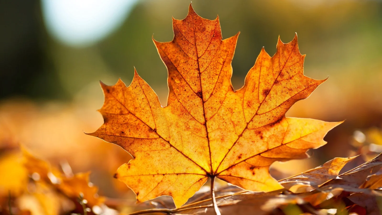 September Market Update