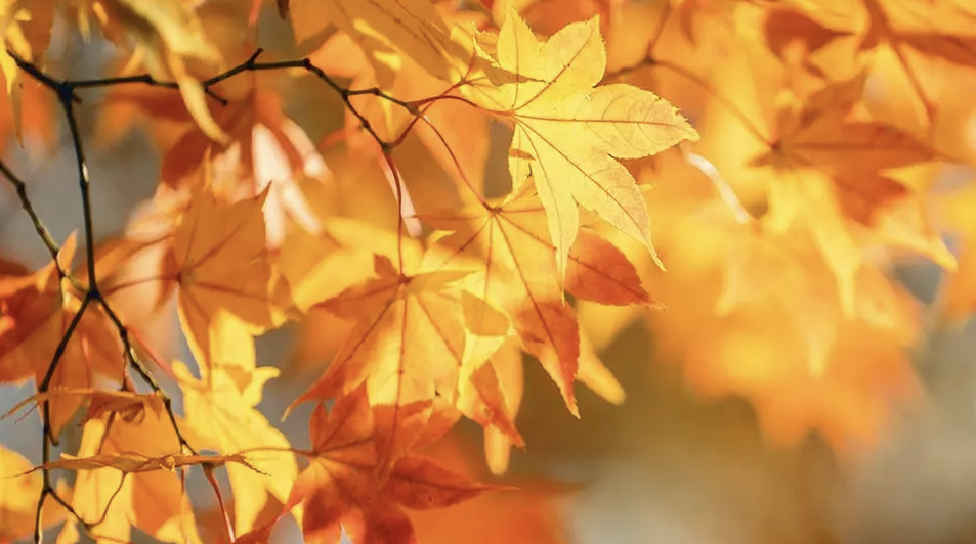 Fall Market Update: Housing Resources for Those in Need