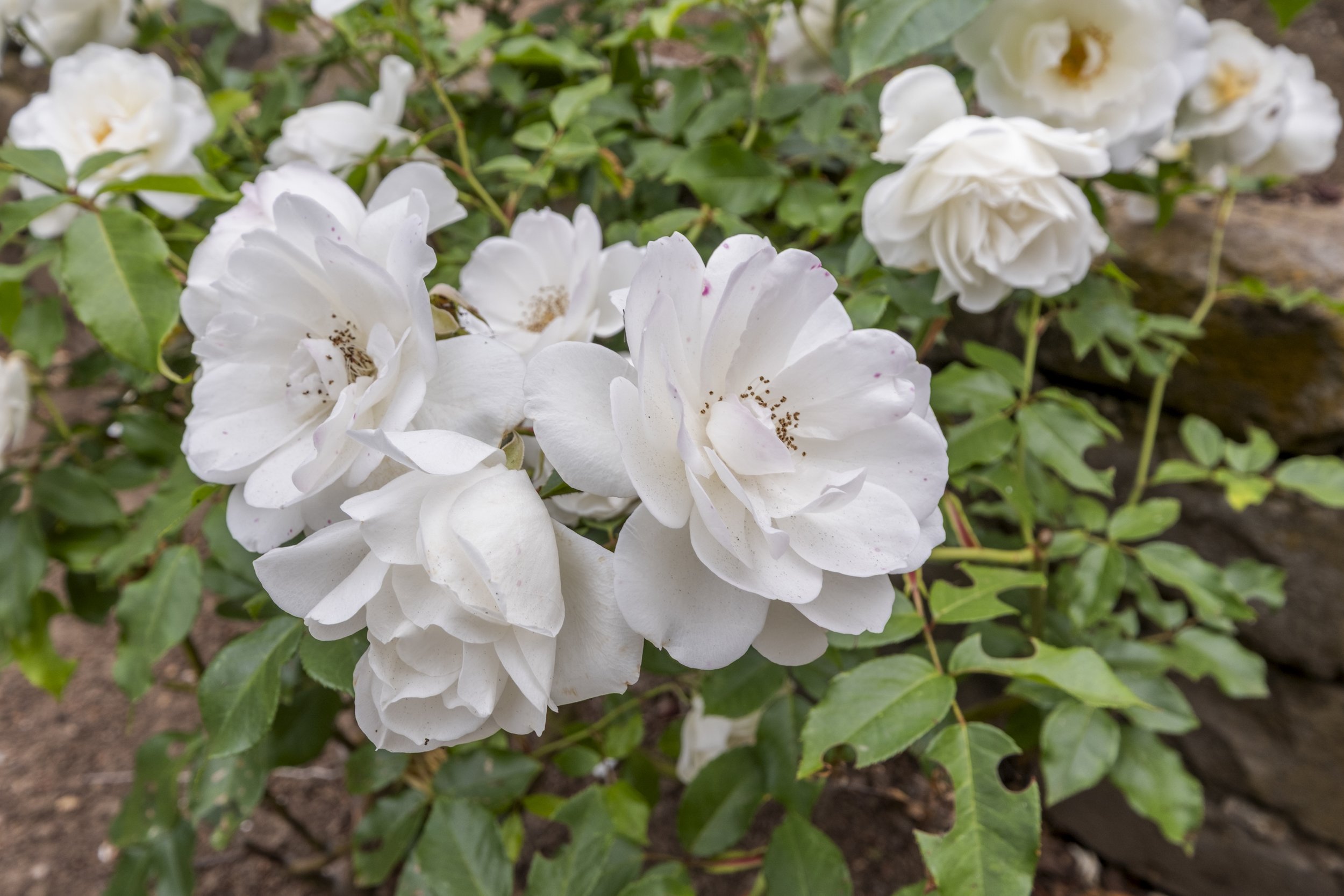 DSCF4989.jpg