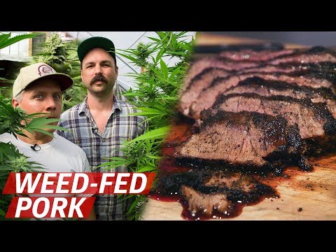 What Does Pork From Cannabis-Fed Pigs Taste Like? - Prime Time