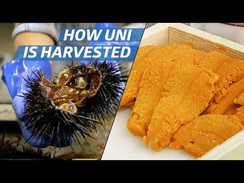 How Sea Urchin (Uni) Is Processed Commercially - How to Make It