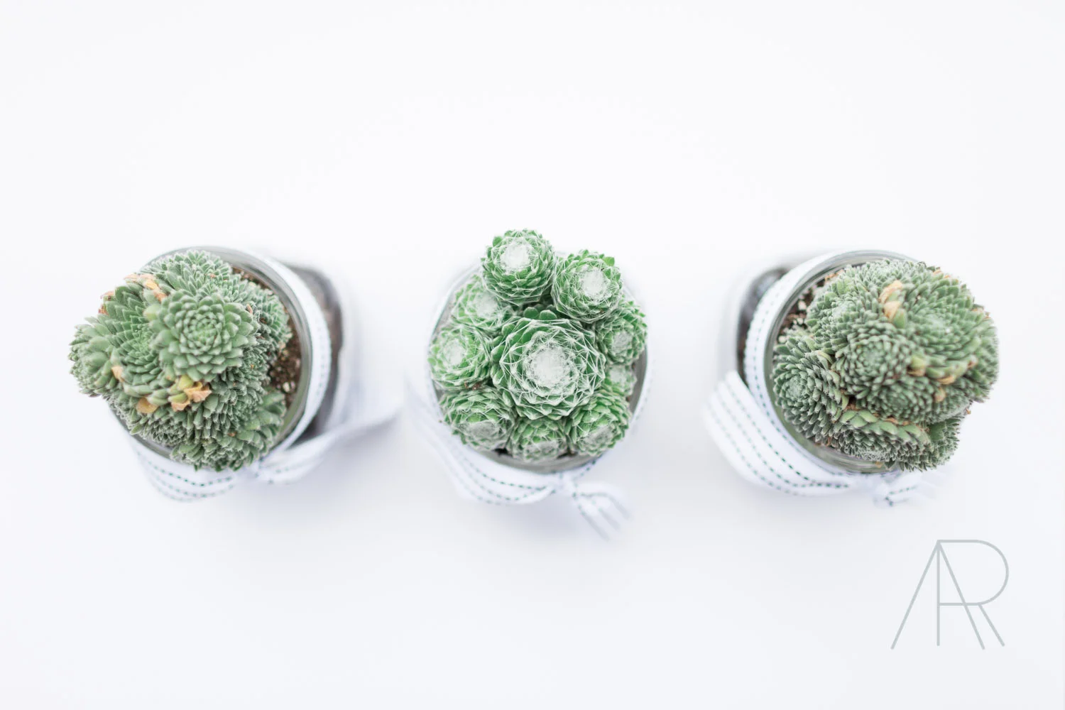 nashville Chicago Family Lifestyle Photographer Alyssa Rosenheck Photography