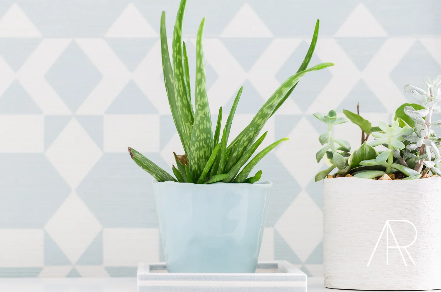 �AlyssaRosenheck2016 with Cassie Kelley and Womanista