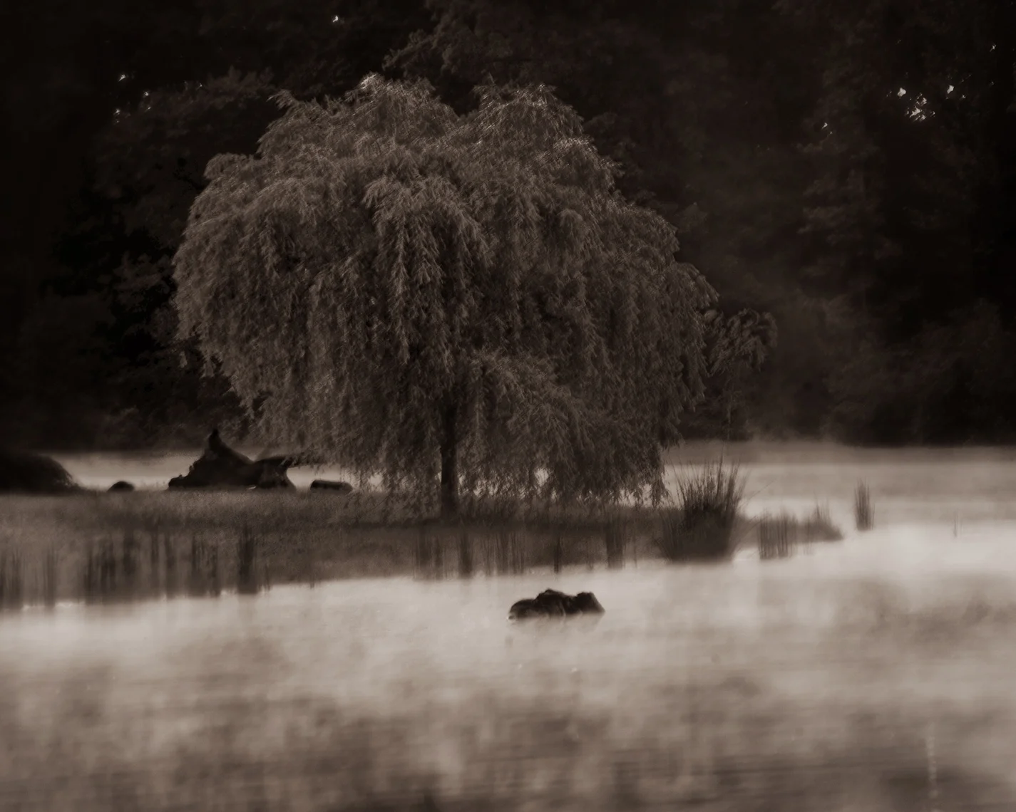 Alyssa Rosenheck's The New Southern Artist Spotlight with Catherine Erb, Fine-Art Photographer of Memphis, TN