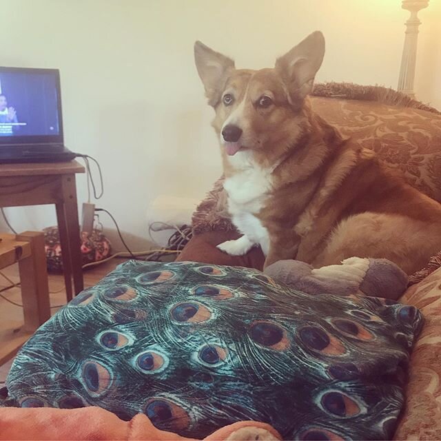 👅
-
-
#blep #corgisofinstagram #corgi #corgilove #tongueouttuesday