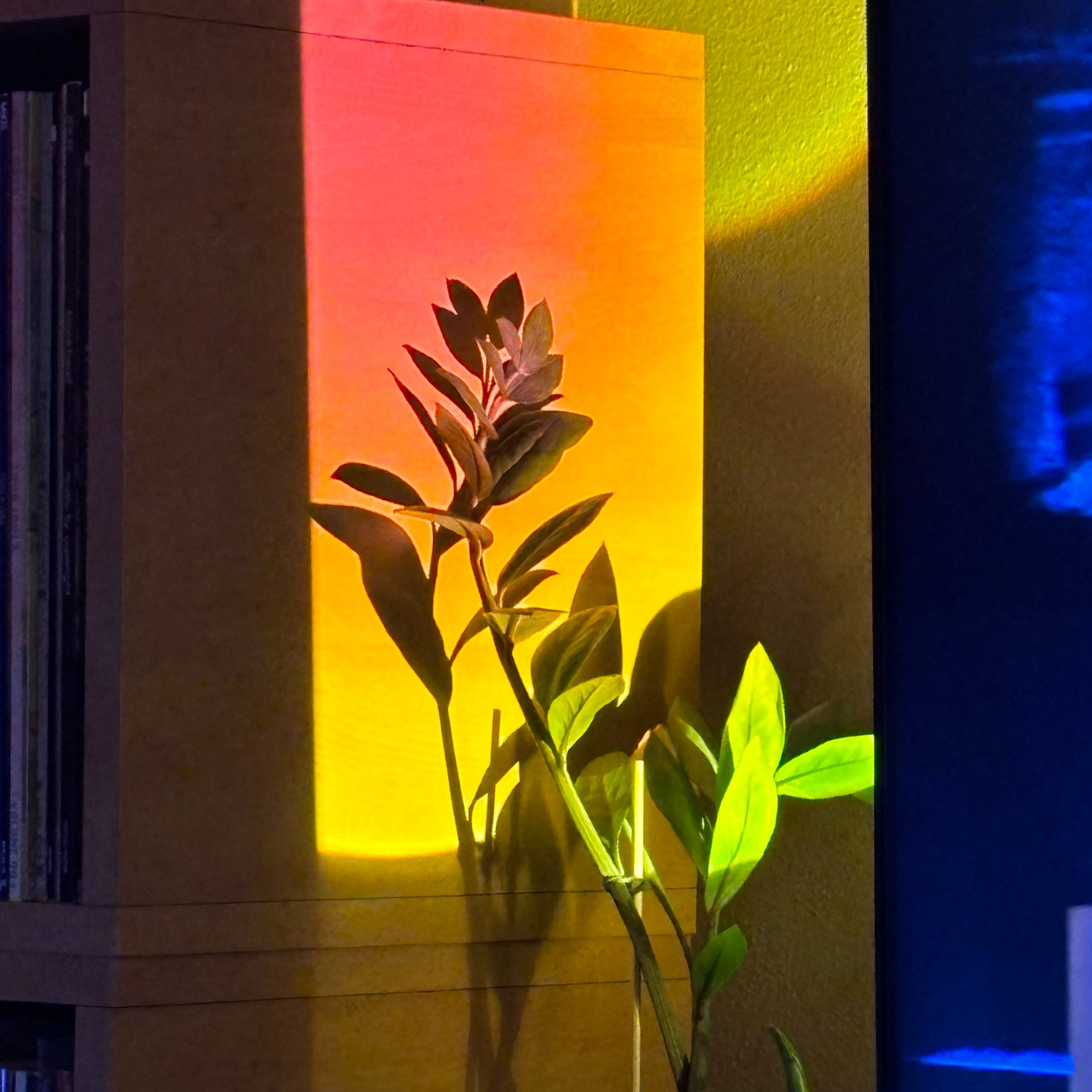 This is a plant at my buddy's house- I'm pretty impressed by how beautifully the light decided to show up here