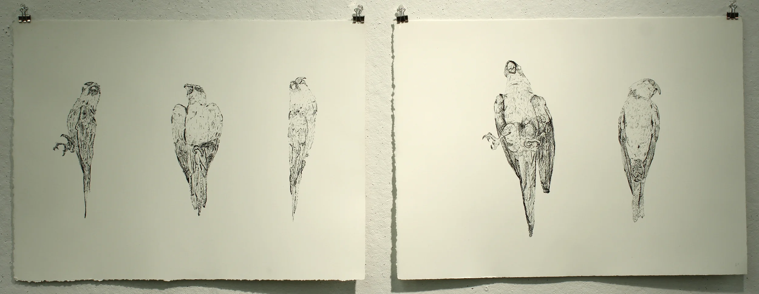  Lithograph studies&nbsp;for  DeExtinction through UnNatural Selection     