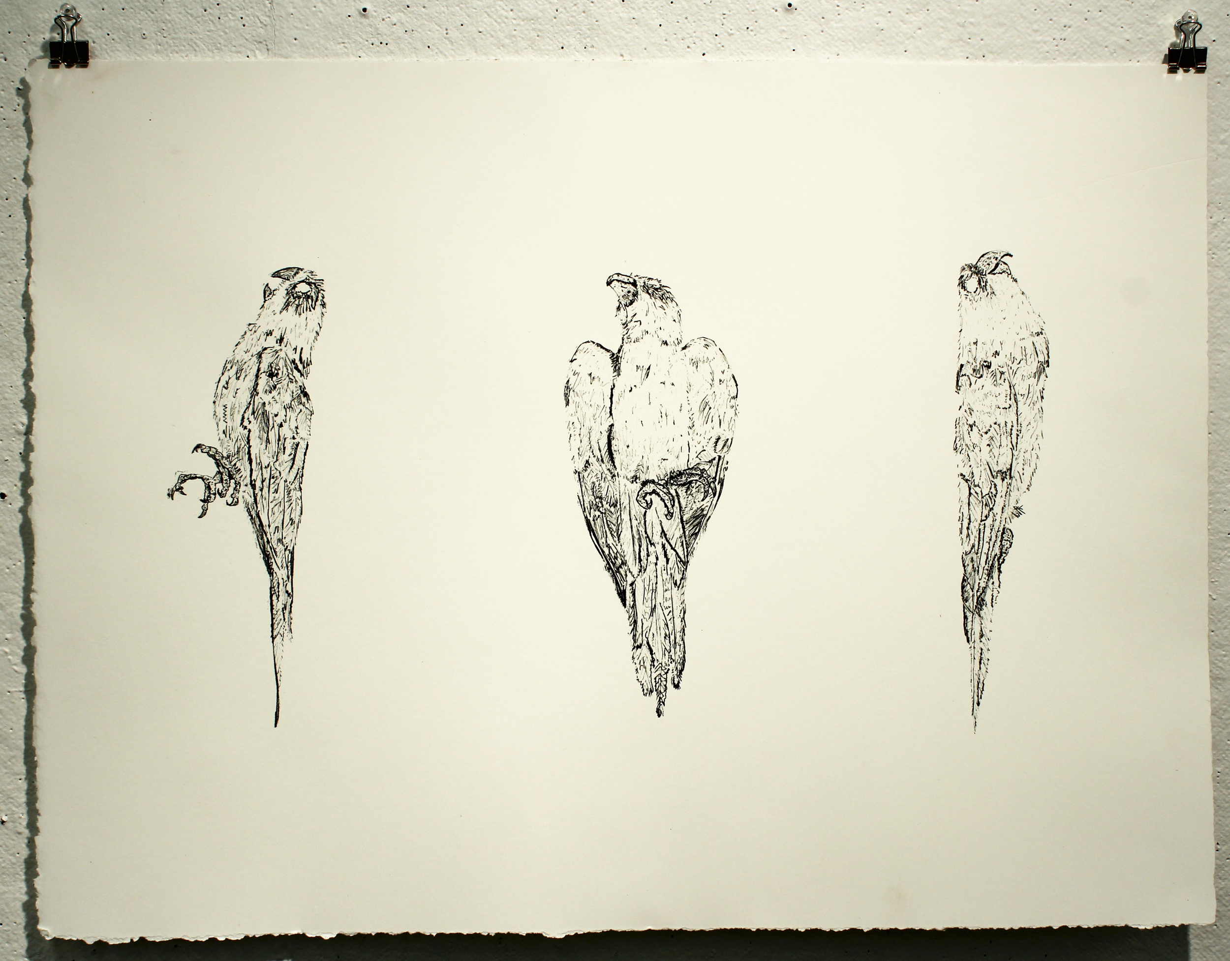   figure i &nbsp;( lithograph study for&nbsp; DeExtinction through UnNatural Selection )     