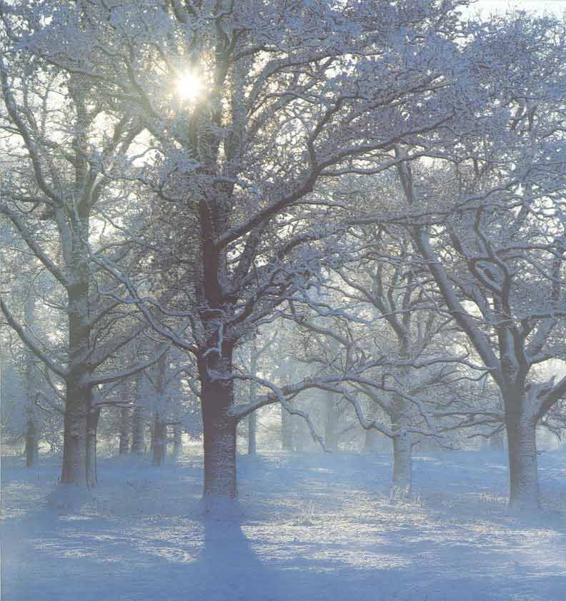 snowy-day
