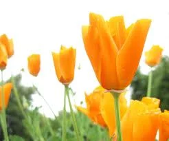 images-1