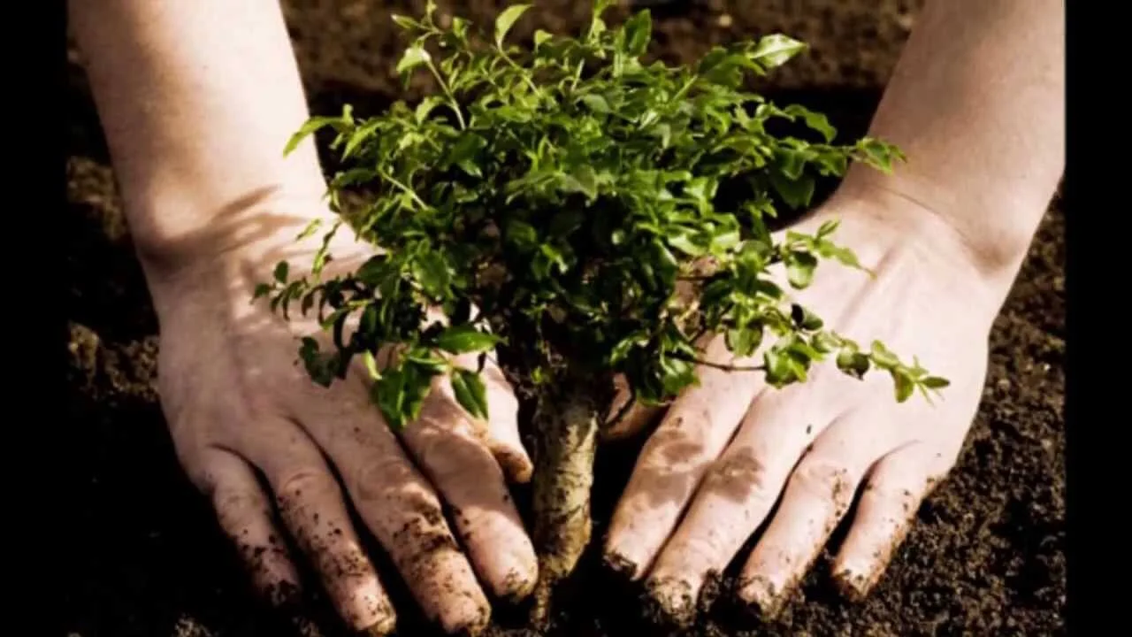 why-plant-a-tree.jpg
