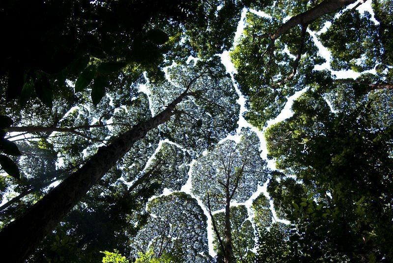 crown-shyness-4[2].jpg