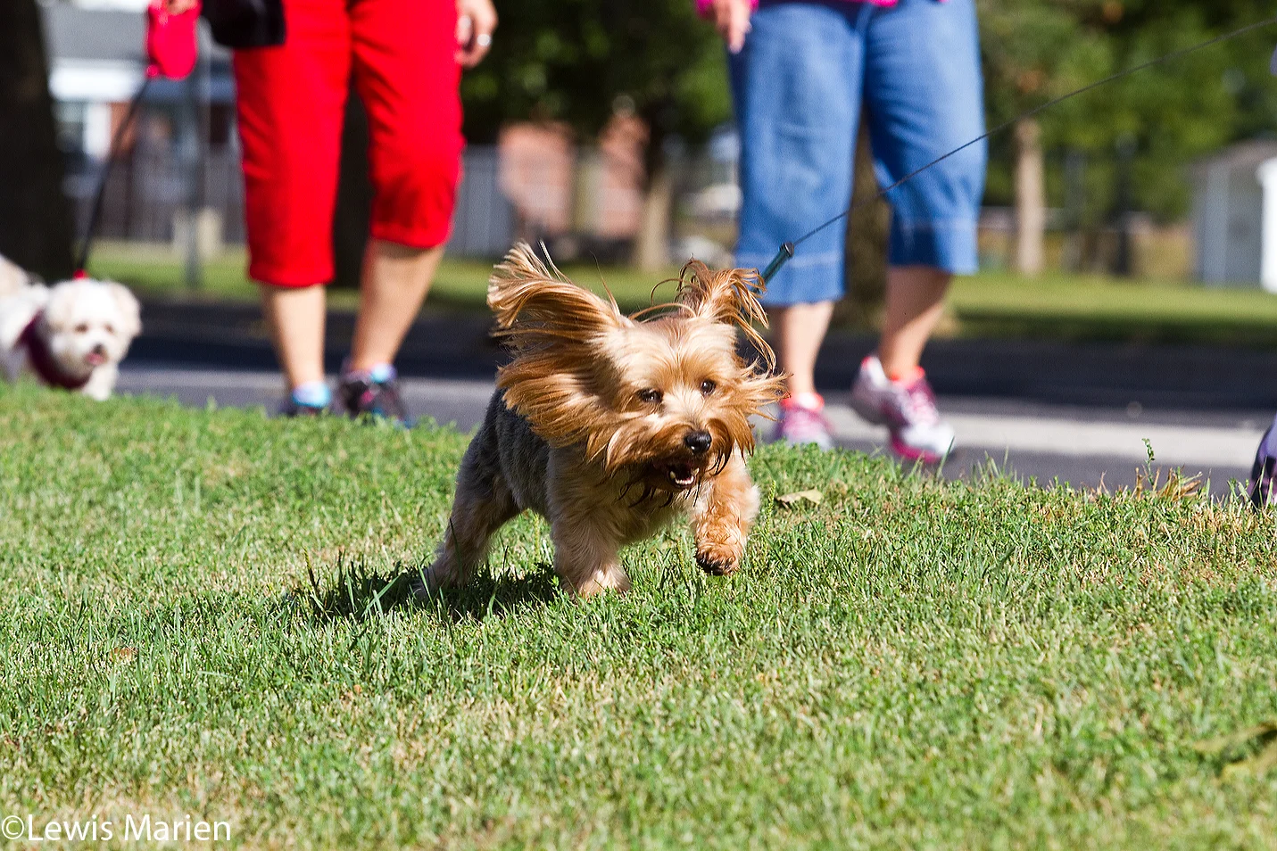 Max, a 7-year-old yorkie, frolics through the grass during the 23rd annual Doggie Jog on Sept. 19 at the Prairieland Animal Welfare Center in Galesburg, Ill.
