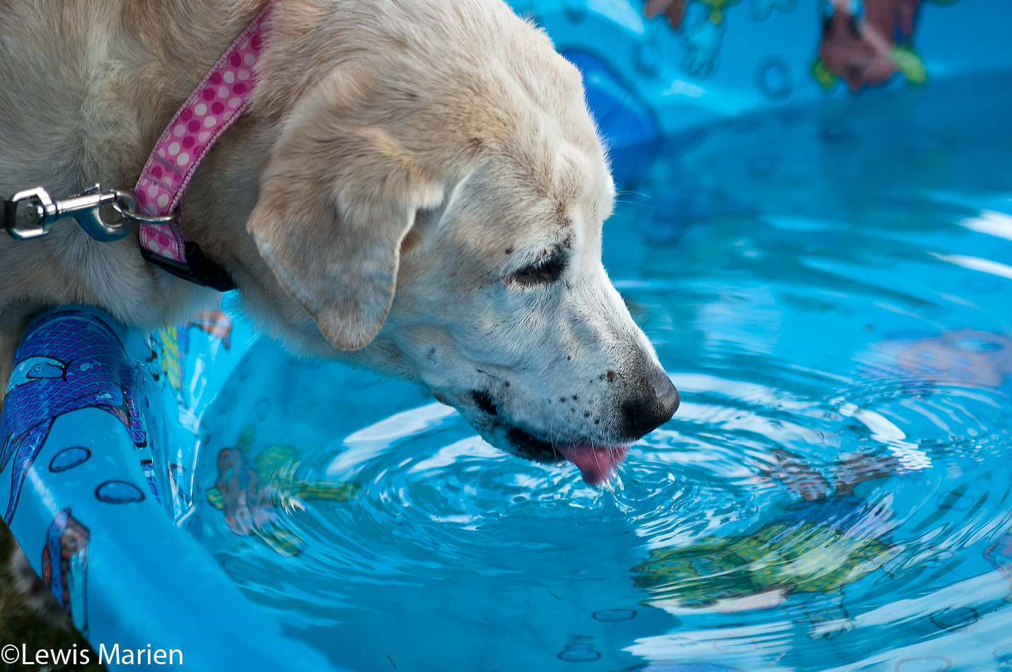 Biscuit, a 12-year-old labrador, takes a drink of water during the 23rd annual Doggie Jog on Sept. 19 at the Prairieland Animal Welfare Center in Galesburg, Ill.