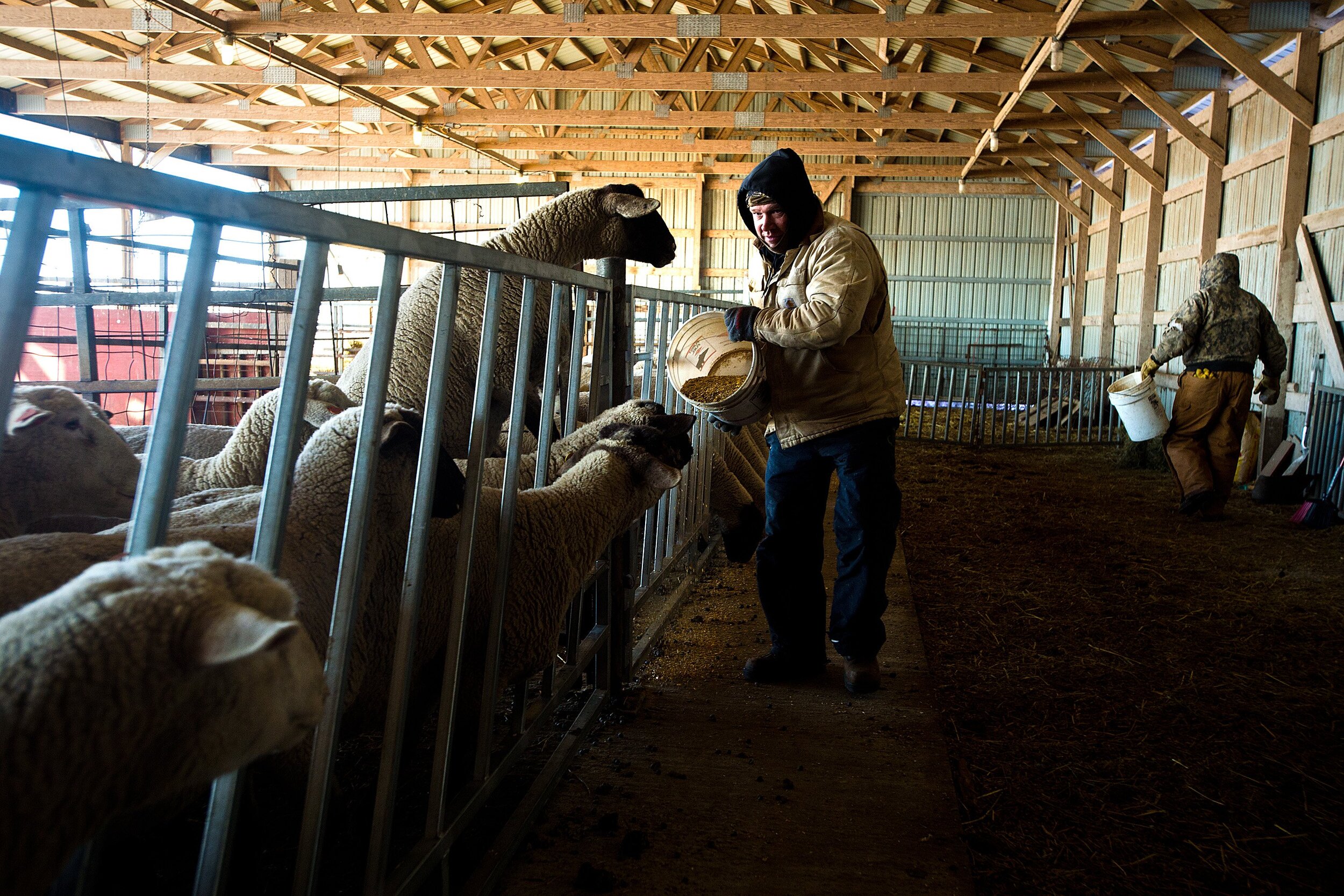  Illinois State University Farm manager Jason Lindbom, center, and farm foreman Jeff Bender feed a flock of sheep Wednesday, Jan. 30, 2019, at the farm near Lexington, Illinois. On a day when a record-low temperature of minus 21 degrees was recorded 