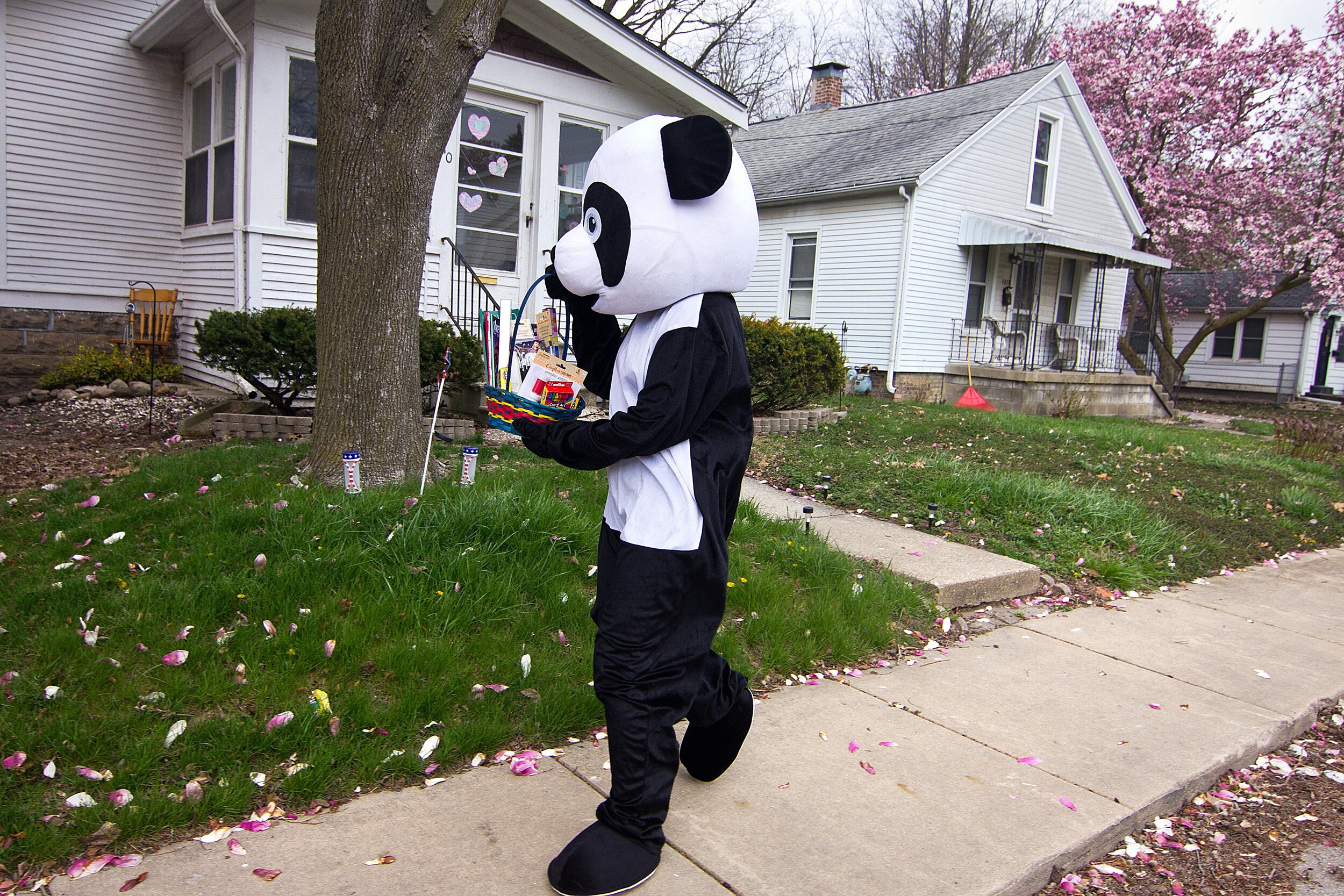  Marcie Taylor dresses as the "Compassion Panda" and brings an Easter basket of art supplies for a home Thursday, April 9, 2020, on East Front Street in Bloomington, Illinois. Taylor is the director of Compassion Center for the Arts, a nonprofit acad