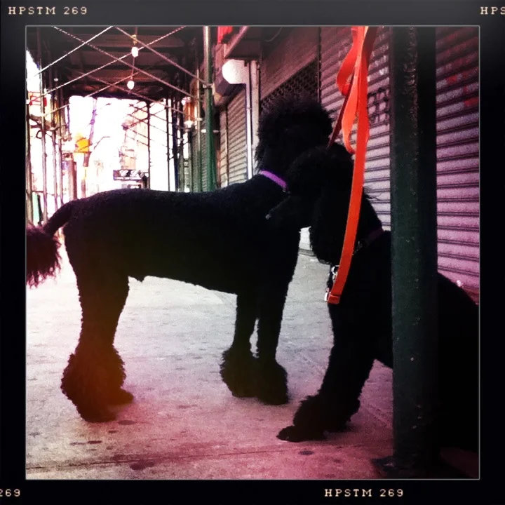 9th Ave. NY, NY