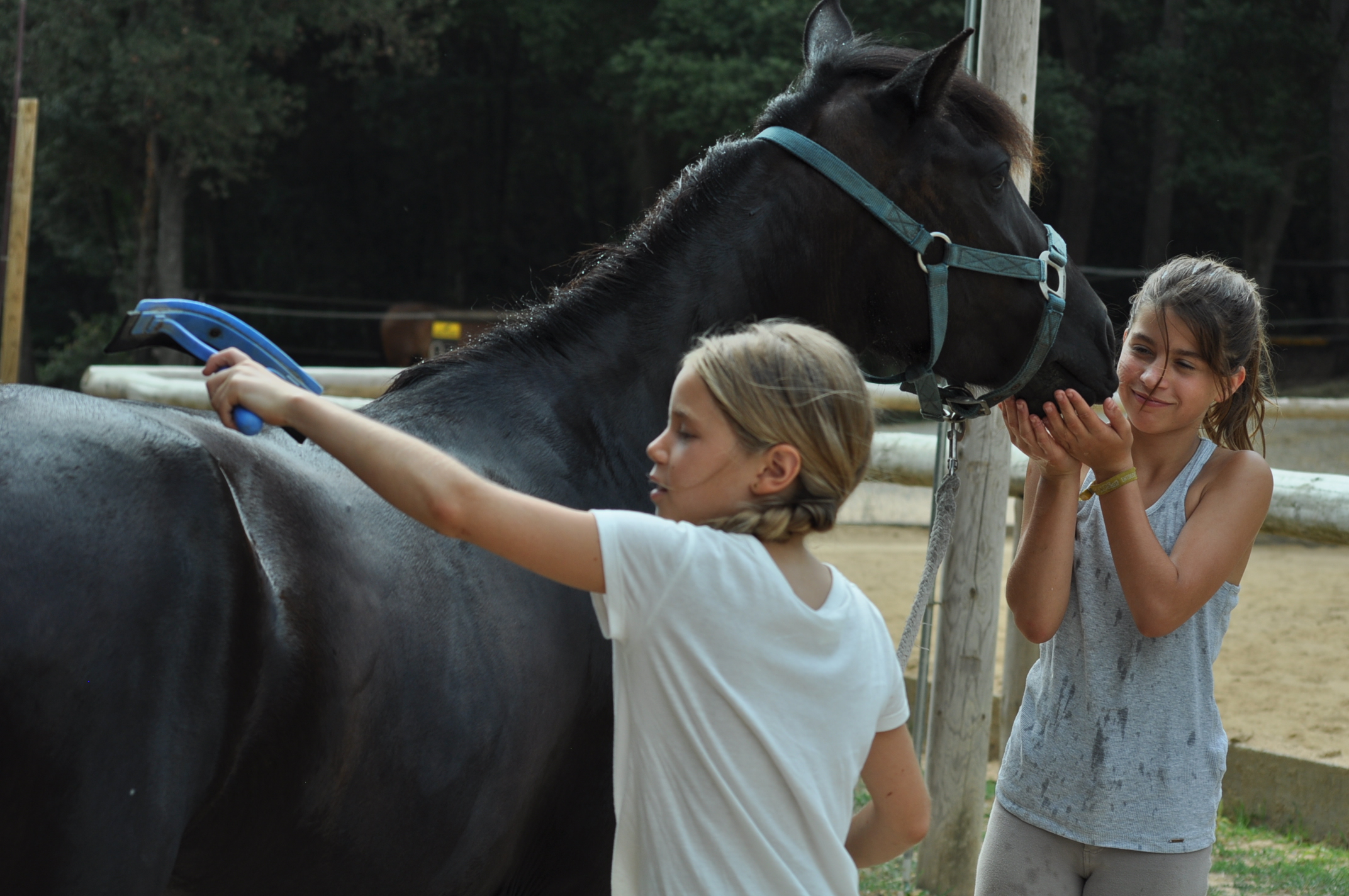 amor por los caballos.JPG