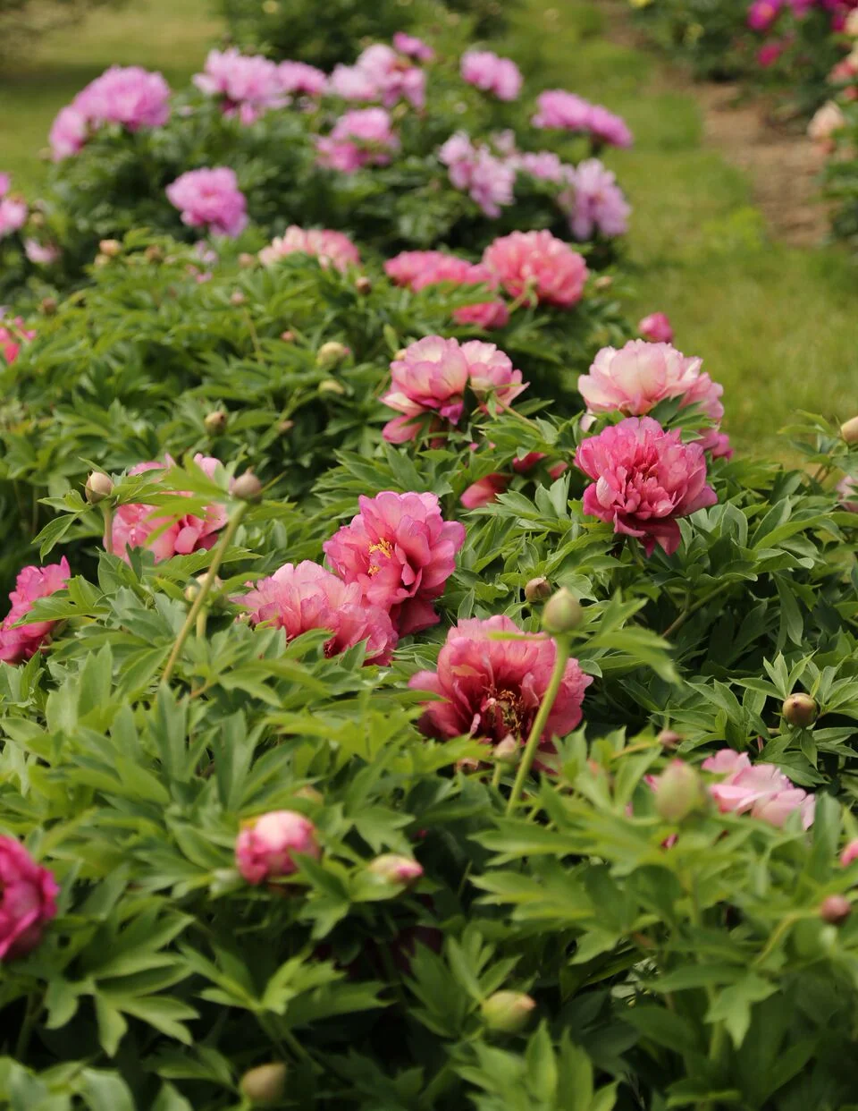 The Local Bouquet Peony Class (119 of 157).jpg
