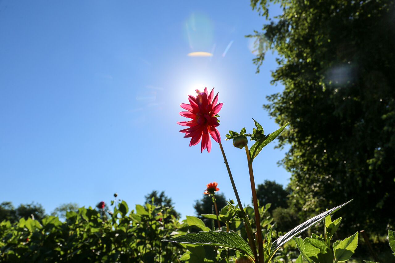 The Dahlia Shed and Little State for Npt Life 1-1_preview.jpeg