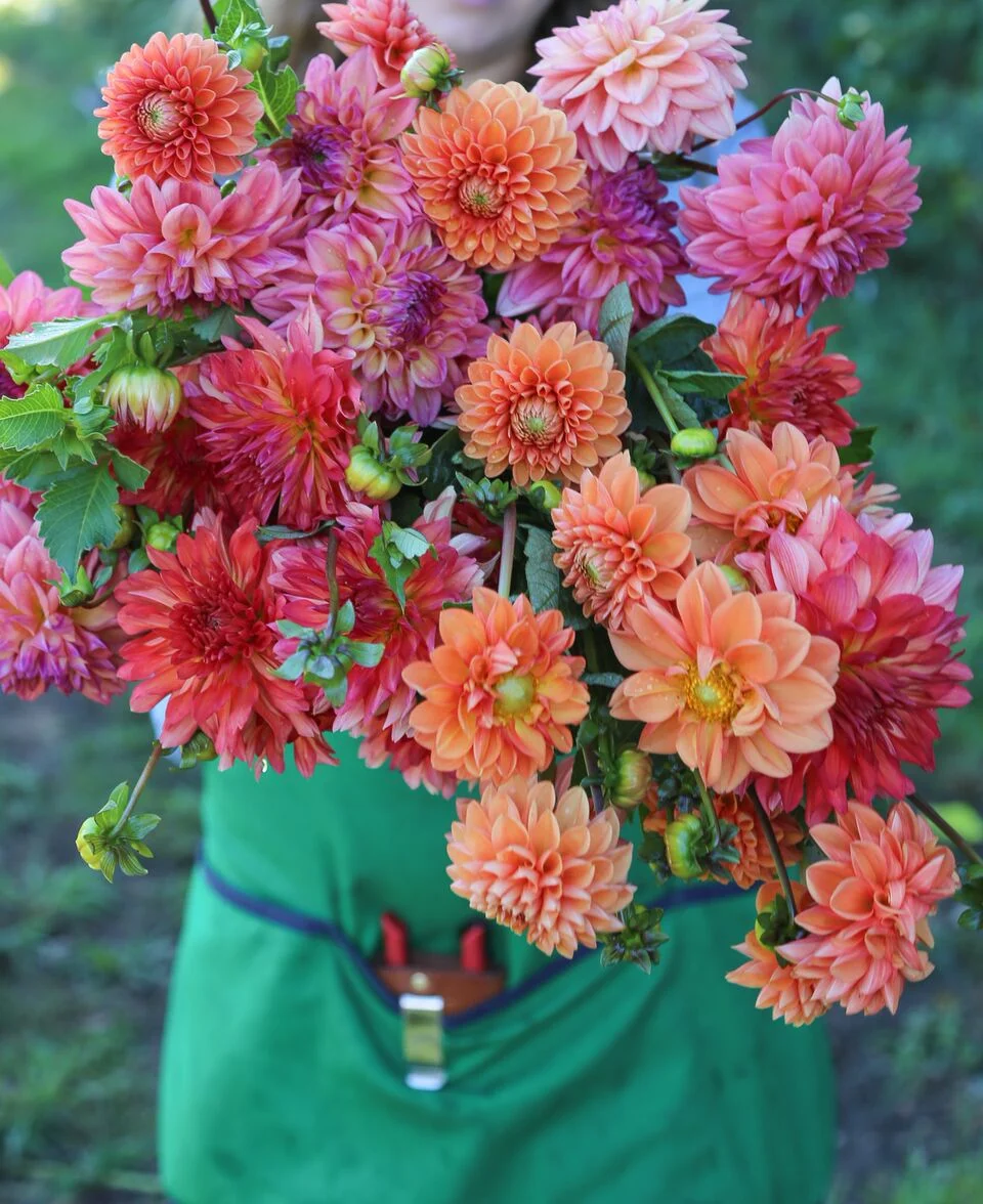 The Dahlia Shed and Little State for Npt Life 1-22_preview.jpeg