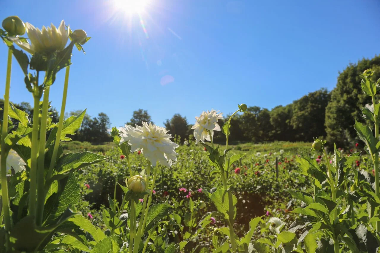 The Dahlia Shed and Little State for Npt Life 1-23_preview.jpeg