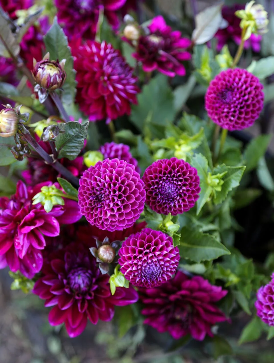 The Dahlia Shed and Little State for Npt Life 1-11_preview.jpeg