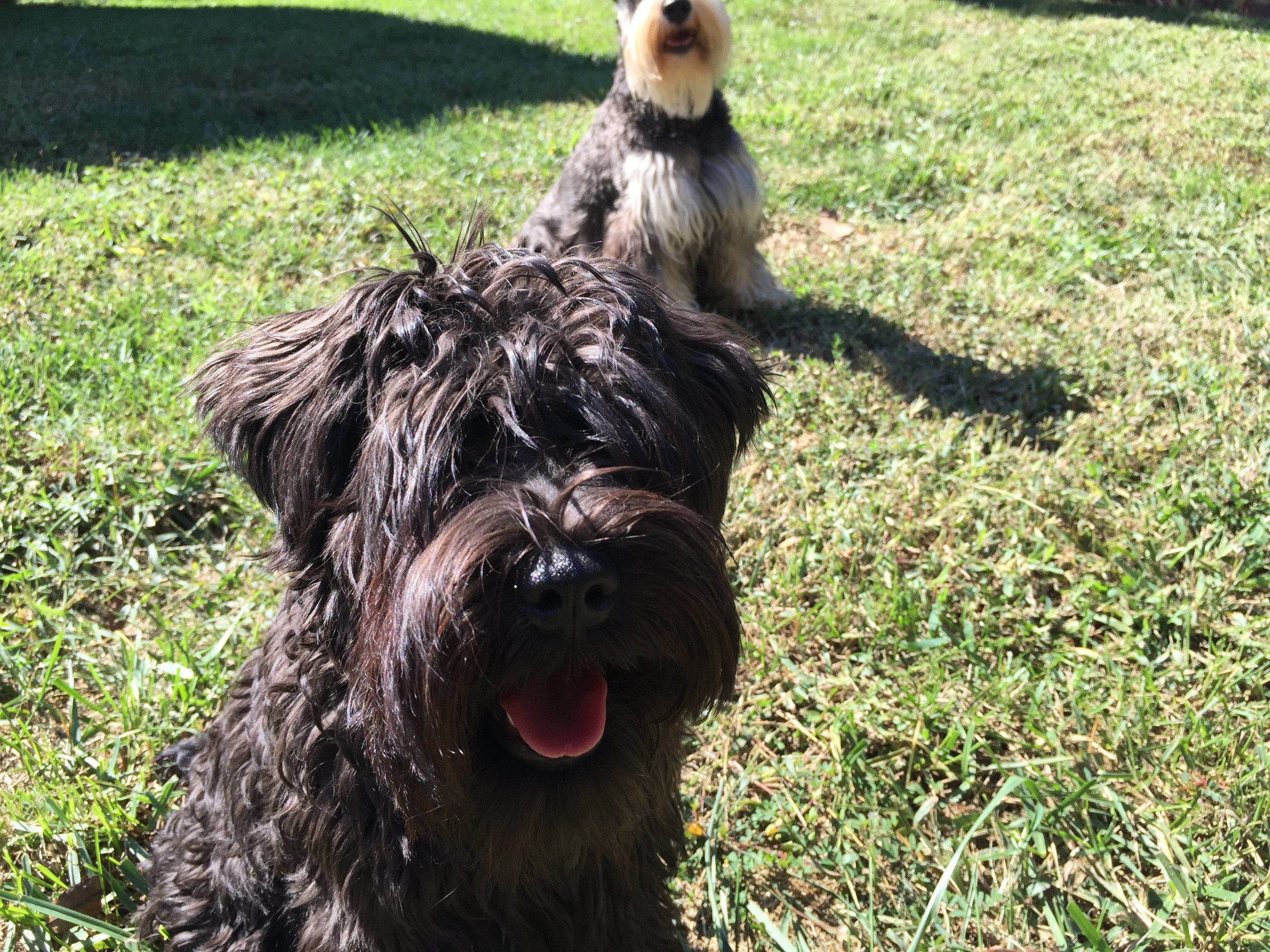 Sophie & Jasper playing in the backyard. Lannia and I made them stop long enough to pose quickly for a photo. The red on Sophie's snout comes from Jasper's mouth - just like the dark around his mouth comes from Sophie. That's so interesting.