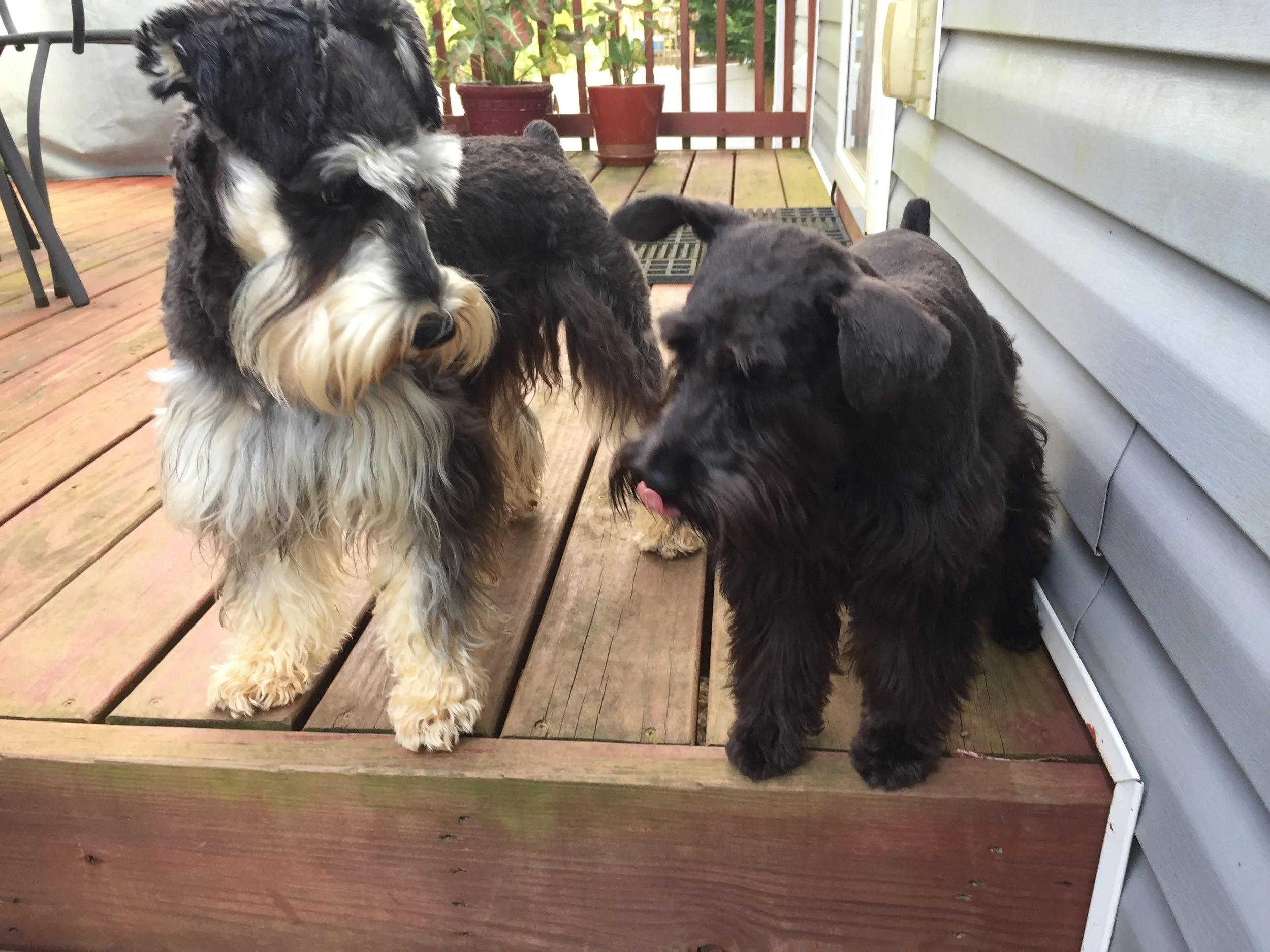 Sophie has returned home. Jasper, I think, is closely examining Sophie to make sure she's the same one that left earlier this morning. Sophie got a haircut for his birthday.