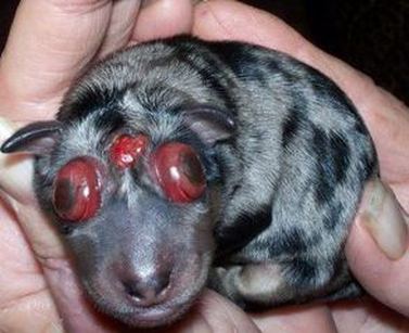Sorry to use this tragic Merle Chihuahua but this is the Merle reality.